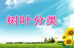 大班數(shù)學(xué)樹(shù)葉分類(lèi)PPT課件