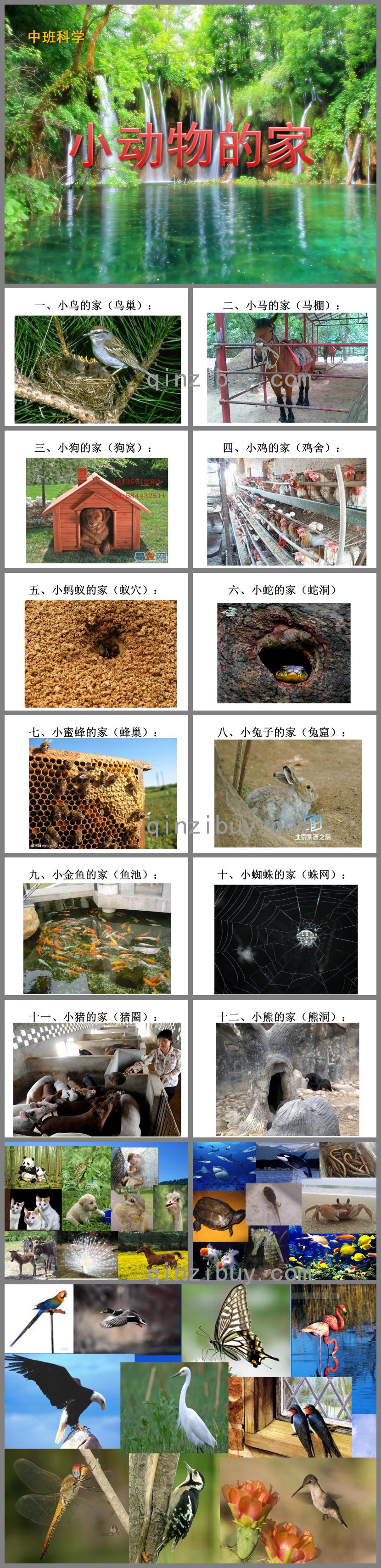 中班科學(xué)小動物的家PPT課件