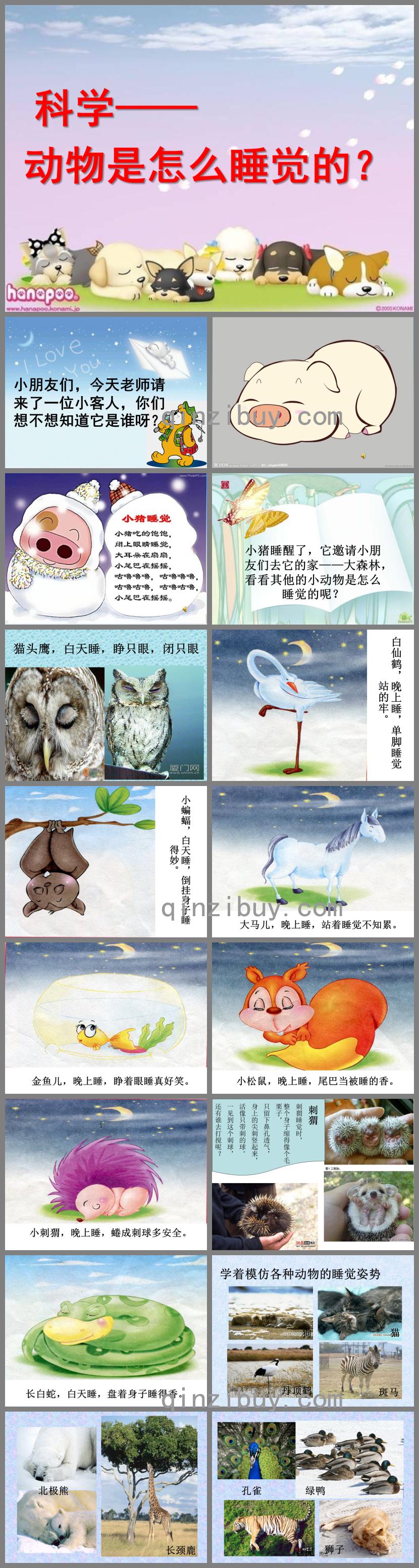 幼兒園科學動物是怎么睡覺的PPT課件