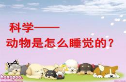 幼兒園科學(xué)動物是怎么睡覺的PPT課件