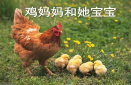 幼兒園雞媽媽和她寶寶PPT課件