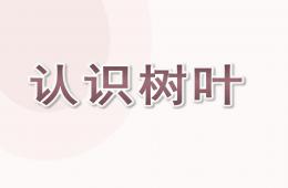 小班數學水果接龍PPT課件