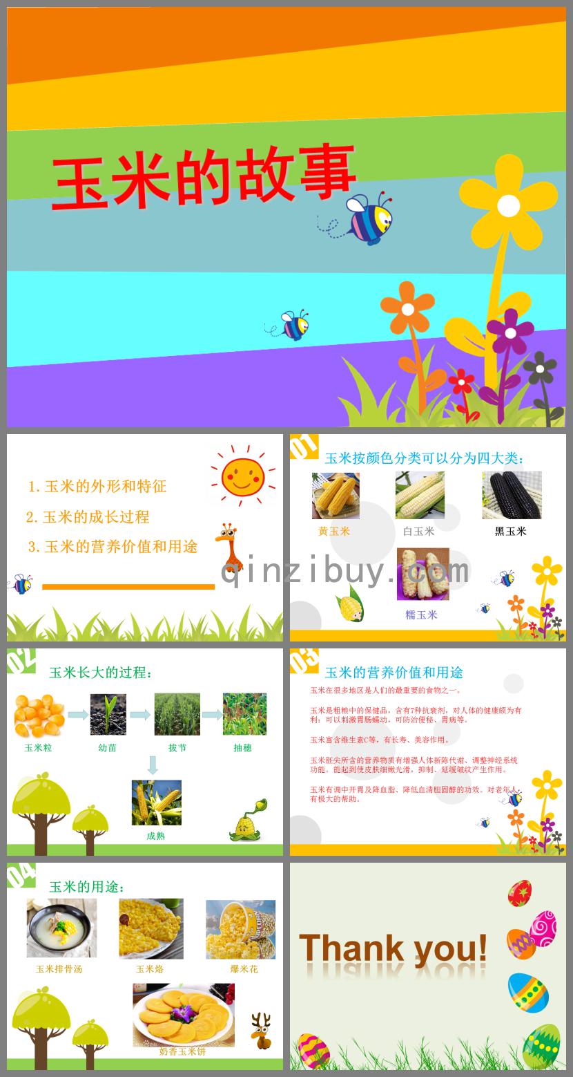 大班玉米的故事PPT課件