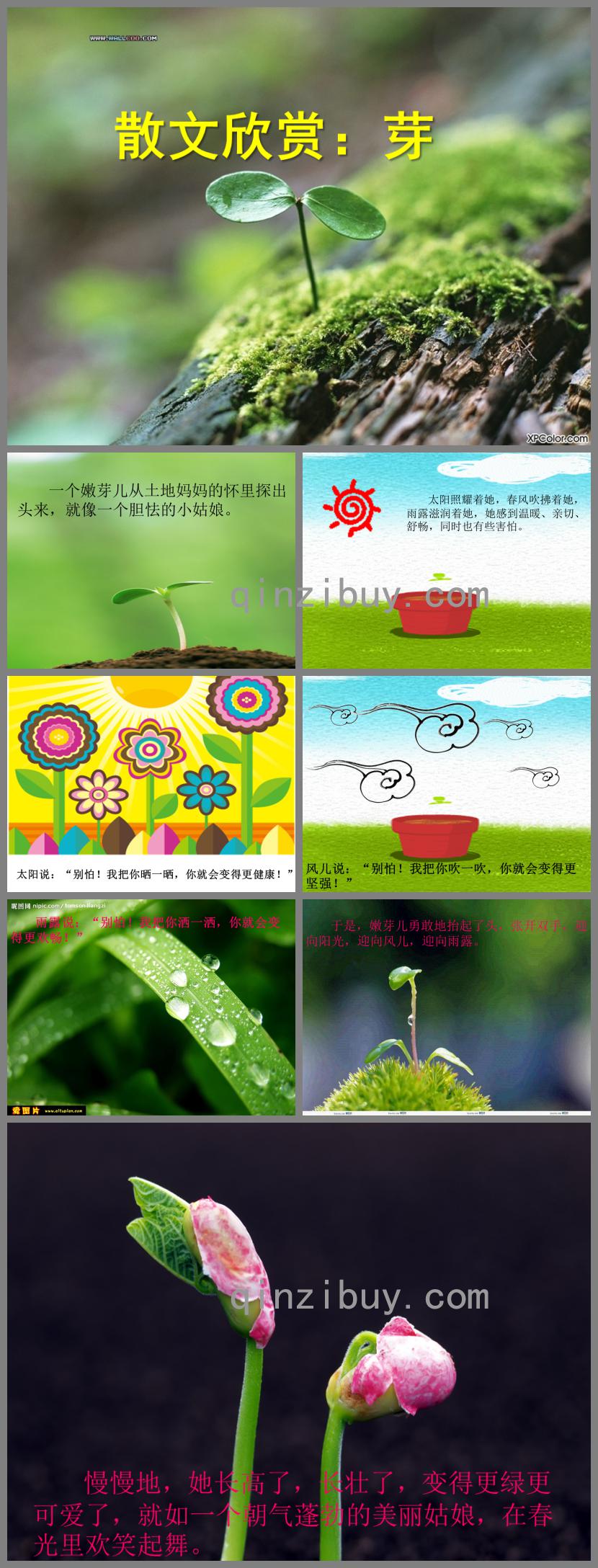 中班語言散文芽PPT課件