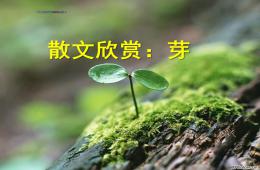 中班語言散文芽PPT課件