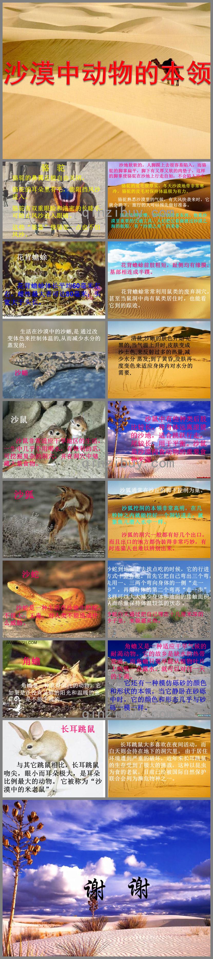 中班科學沙漠動物的本領(lǐng)PPT課件
