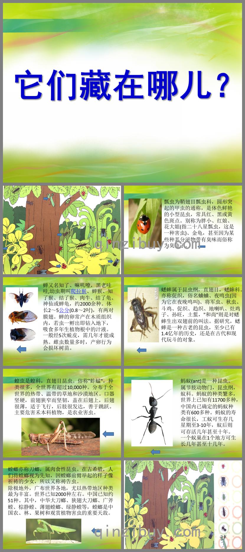 中班科學(xué)它們藏在哪兒PPT課件