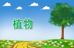 大班語言植物PPT課件