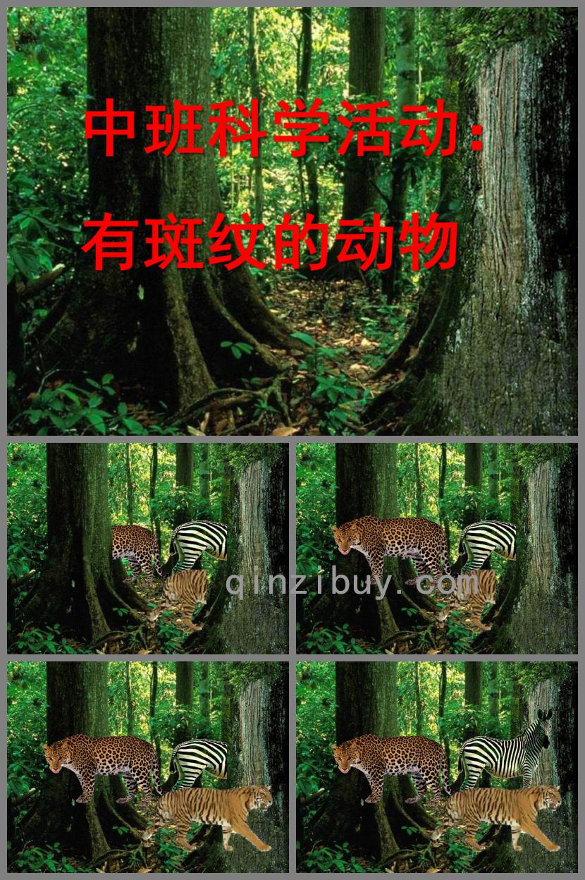 中班科學(xué)有斑紋的動物PPT課件