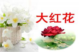 中班科學大紅花PPT課件