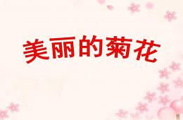 中班科學漂亮的菊花PPT課件