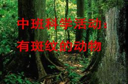 中班科學有斑紋的動物PPT課件
