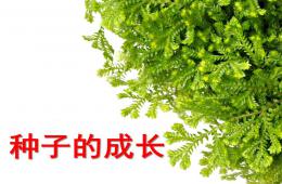 中班科學種子的成長PPT課件