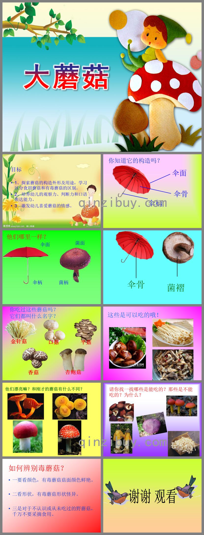 中班科學大蘑菇PPT課件