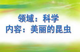 中班科學美麗的昆蟲PPT課件