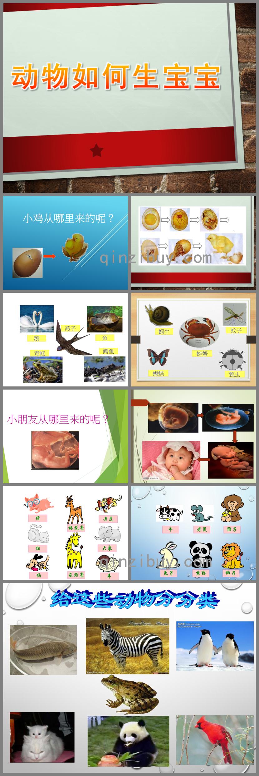 大班科學動物如何生寶寶PPT課件