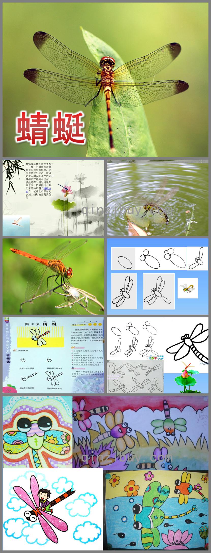 大班美術蜻蜓PPT課件