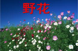 中班故事野花PPT課件