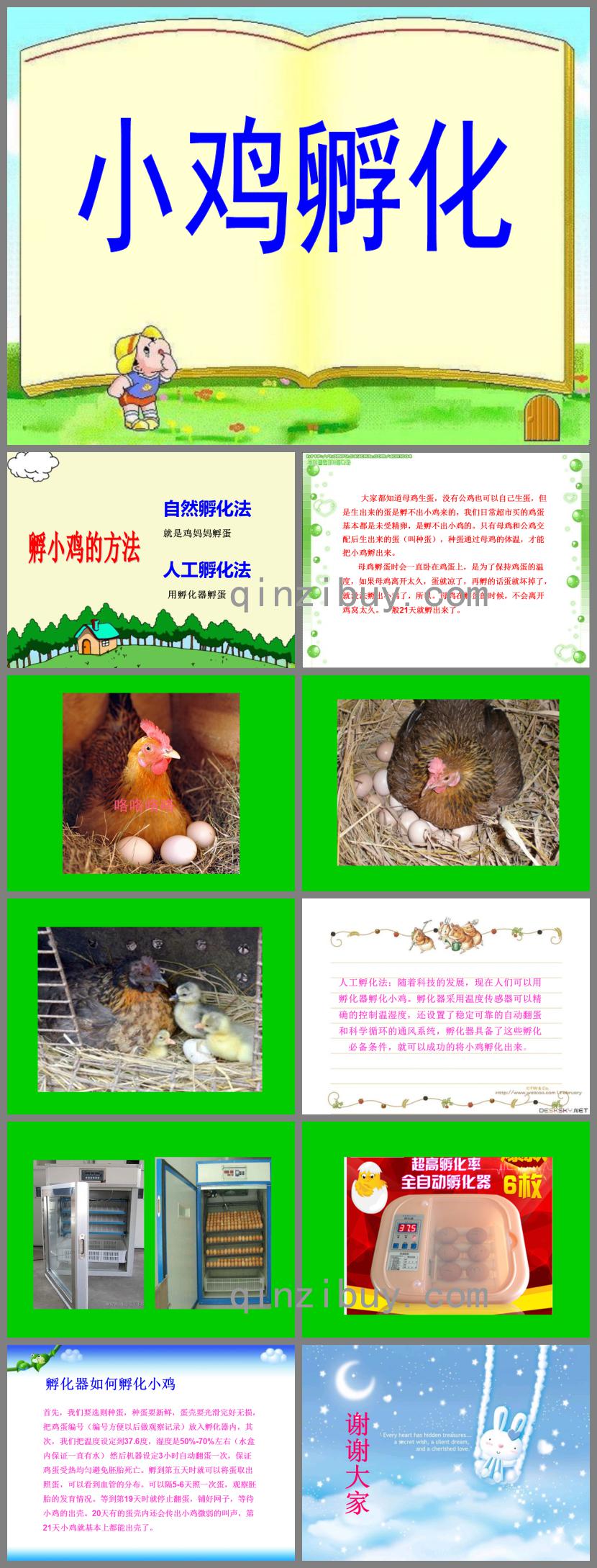 中班科學小雞孵化PPT課件