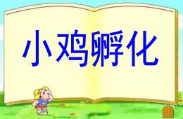 中班科學小雞孵化PPT課件