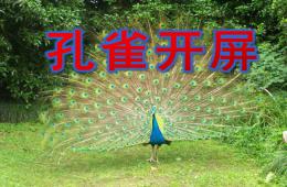 中班美術孔雀開屏PPT課件