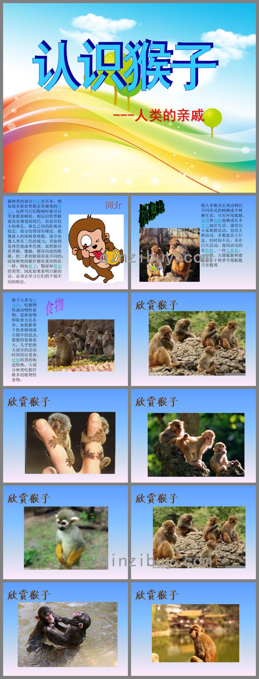 幼兒園科學認識猴子人類的親戚PPT課件