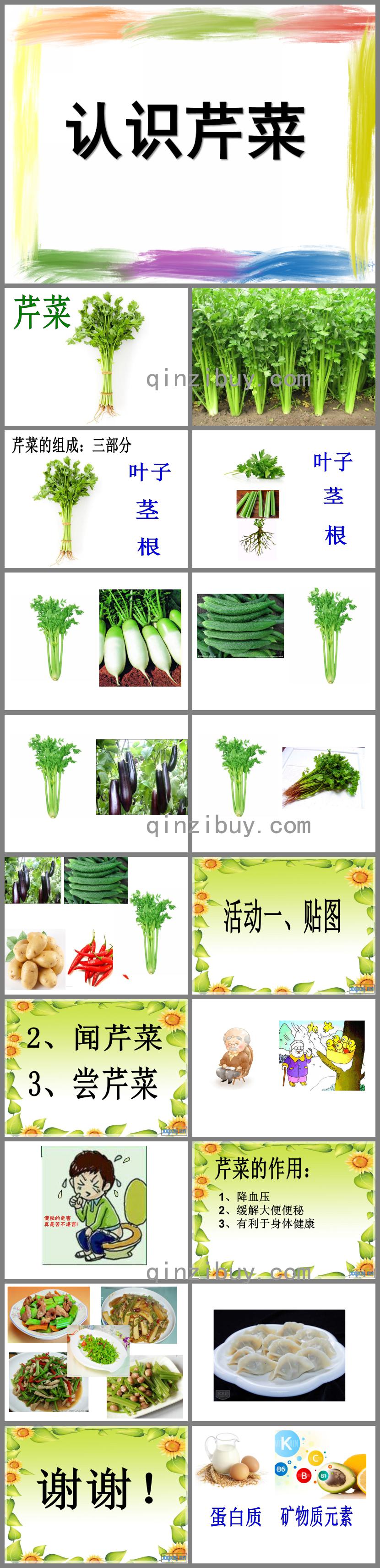 中班科學認識芹菜PPT課件