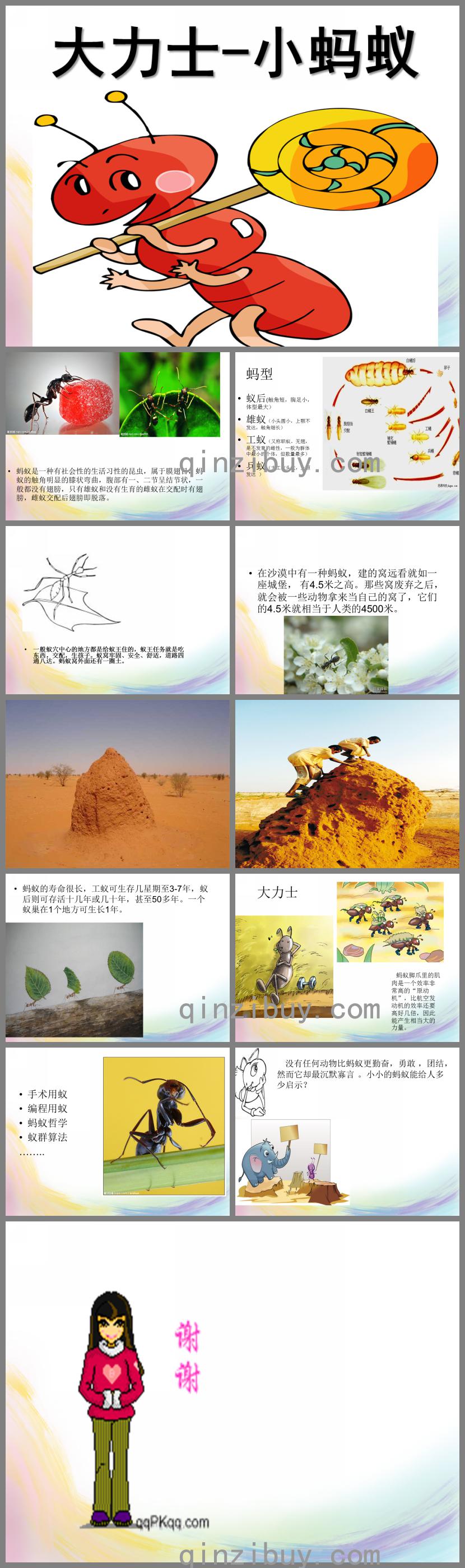 大班故事大力士螞蟻PPT課件