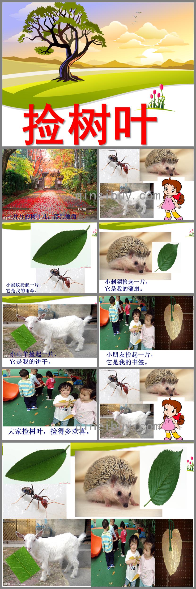 中班語言撿樹葉PPT課件