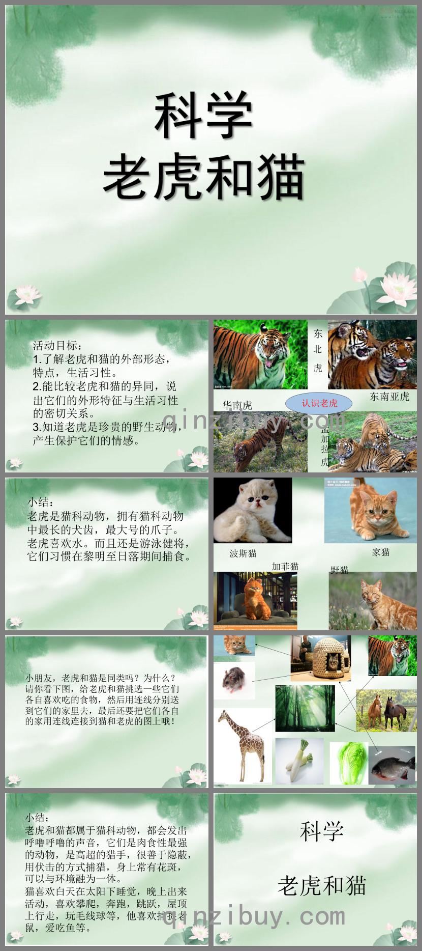 中班科學老虎和貓PPT課件