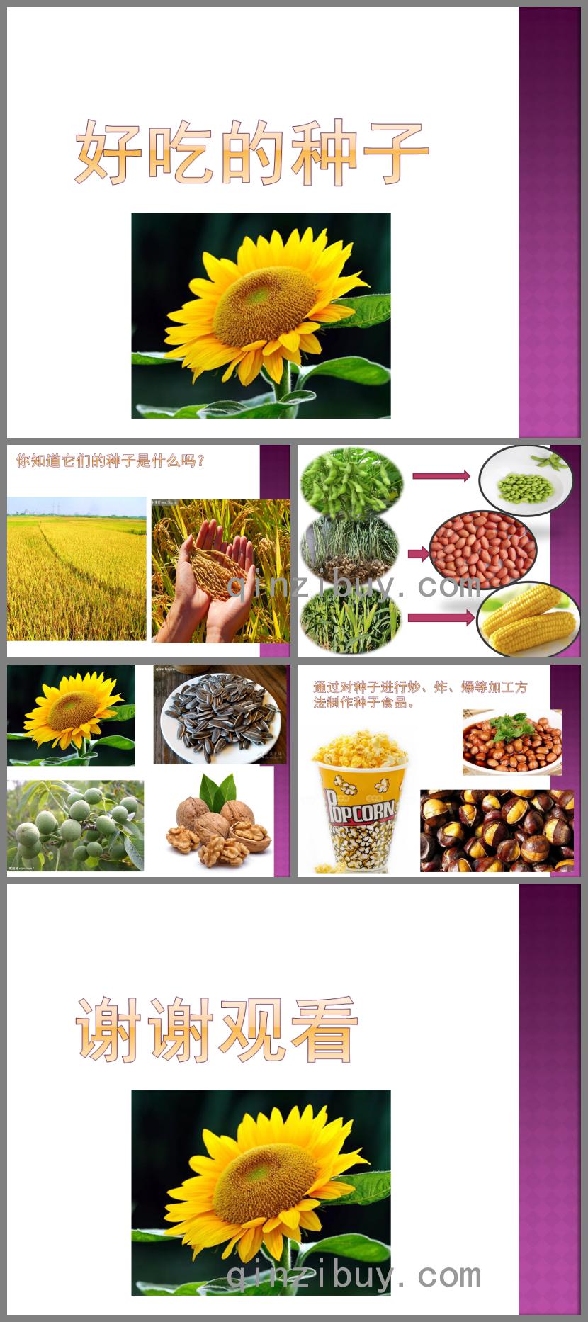 大班社會領(lǐng)域好吃的種子PPT課件