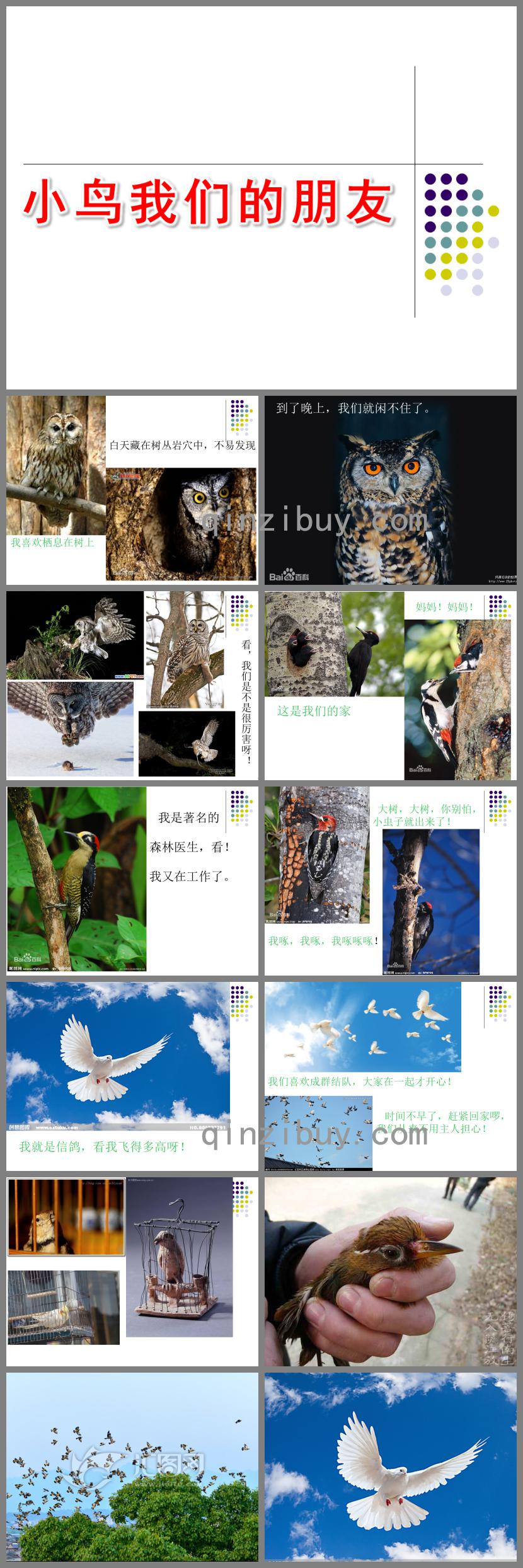 大班社會活動小鳥我們的朋友PPT課件