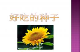 大班社會領(lǐng)域好吃的種子PPT課件
