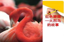 幼兒園故事紅色膀翅-火烈鳥的故事PPT課件