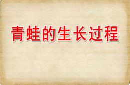 中班科學青蛙的生長過程PPT課件