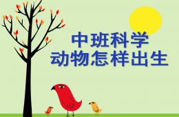 中班科學活動動物怎樣出生PPT課件