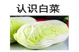 中班科學認識白菜PPT課件
