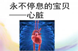 大班健康主題永不停息的心臟PPT課件