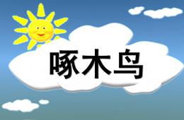 大班音樂欣賞啄木鳥PPT課件