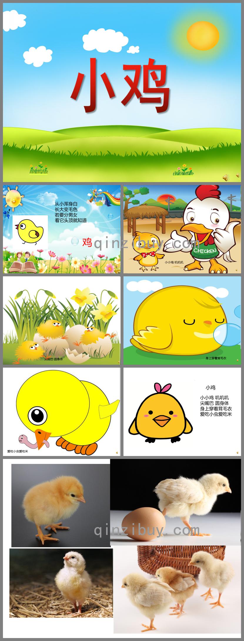 幼兒園動物兒歌小雞PPT課件配音音樂