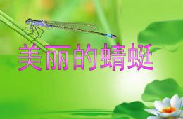 中班科學(xué)美麗的蜻蜓PPT課件