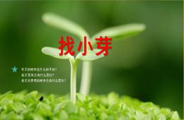 小班科學找小芽PPT課件
