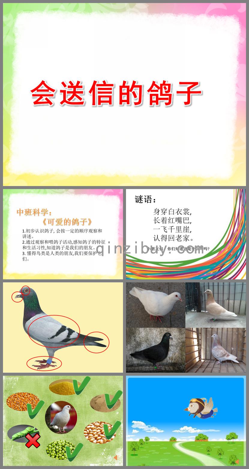 中班科學會送信的鴿子PPT課件