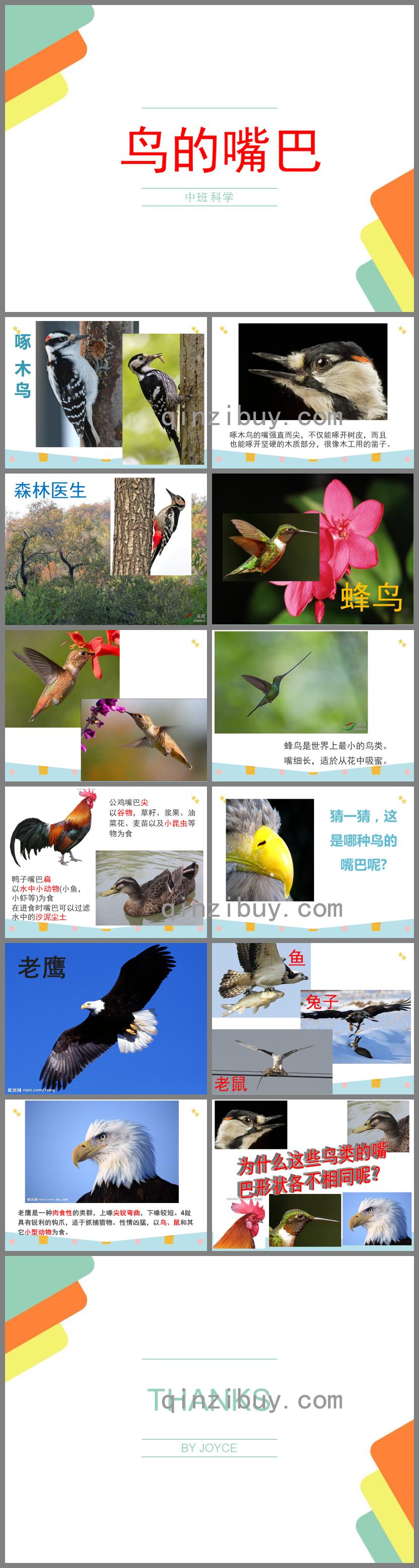 中班科學(xué)小鳥的嘴巴PPT課件
