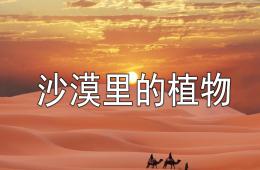 中班美術(shù)沙漠里的植物PPT課件