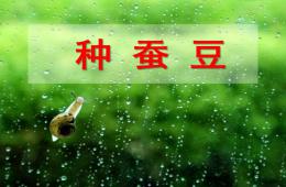 中班科學活動種蠶豆PPT課件