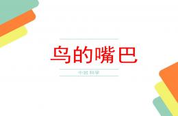 中班科學小鳥的嘴巴PPT課件