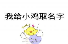 小班語言我給小雞取名字PPT課件