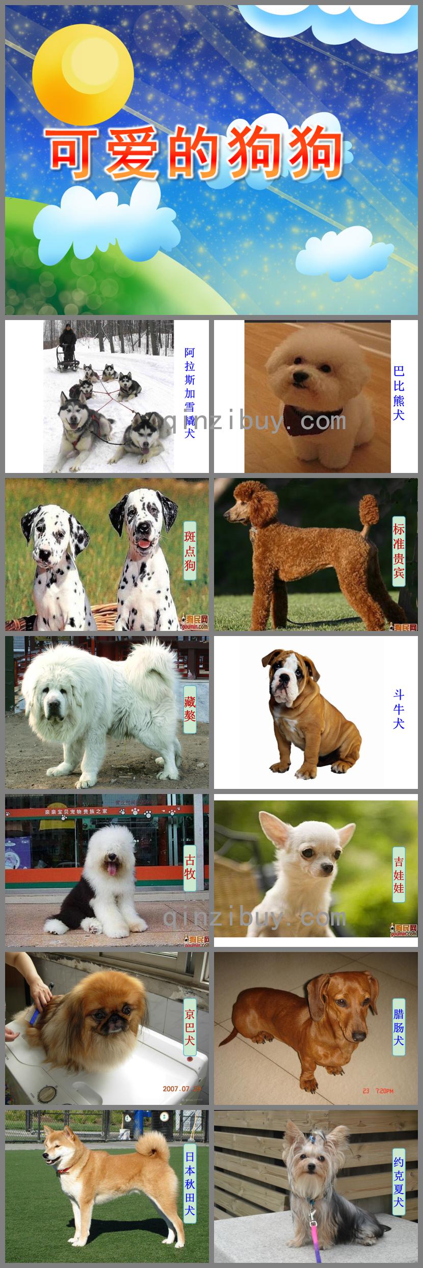 中班科學(xué)可愛(ài)的狗狗PPT課件