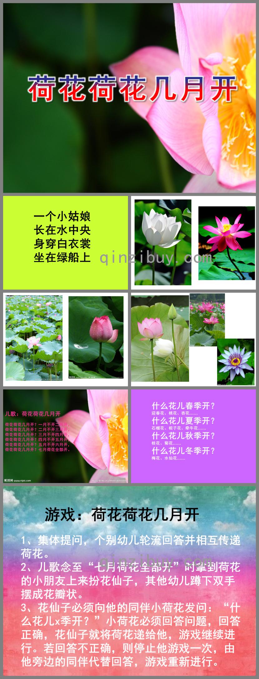 中班語言荷花荷花幾月開PPT課件